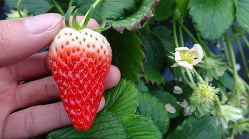 百变日韩公主换装手游 